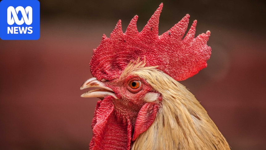 Court orders removal of pensioner's 'therapy' roosters over noise complaints