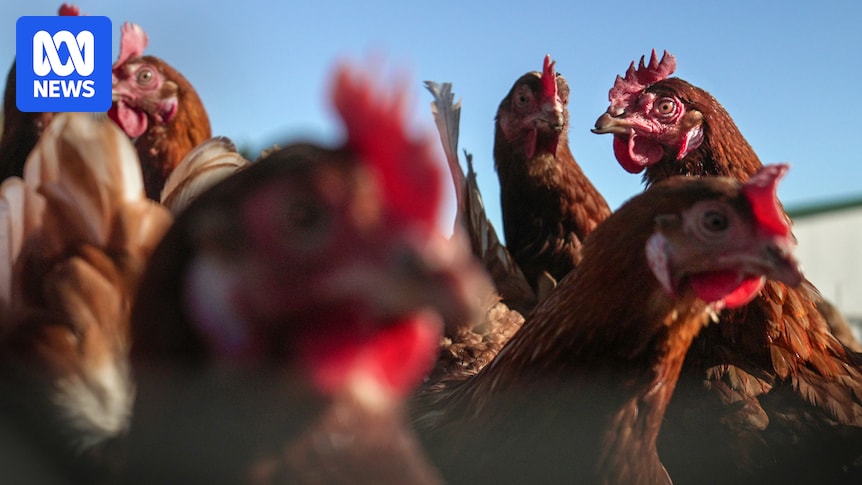 Bird flu detection 'a distant concern' for Victoria, industry says