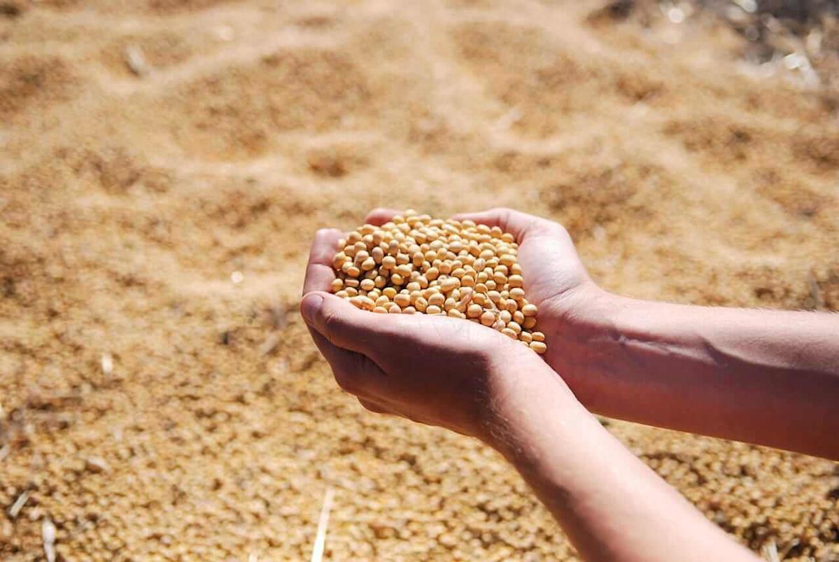 Soybeans Slipping Lower on Monday AM Trade