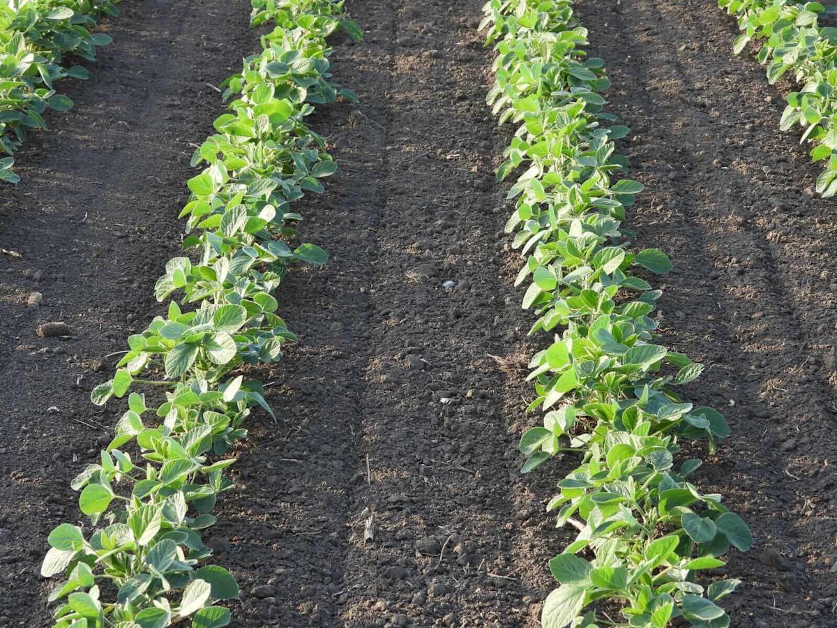 Soybeans Rally into the Weekend, Led by Meal