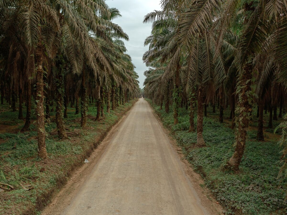 Palm Oil Stocks Drop on Indonesia Plan to Tighten Export Control