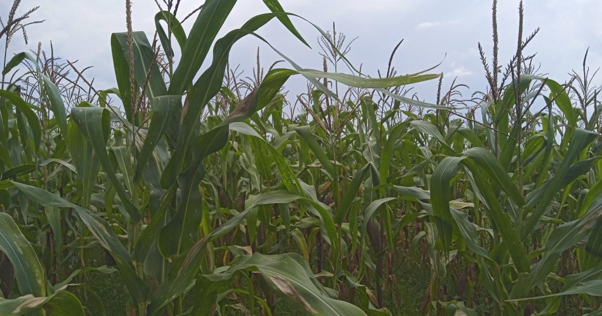 Agricultural production threatened by combination of El Niño and high input prices