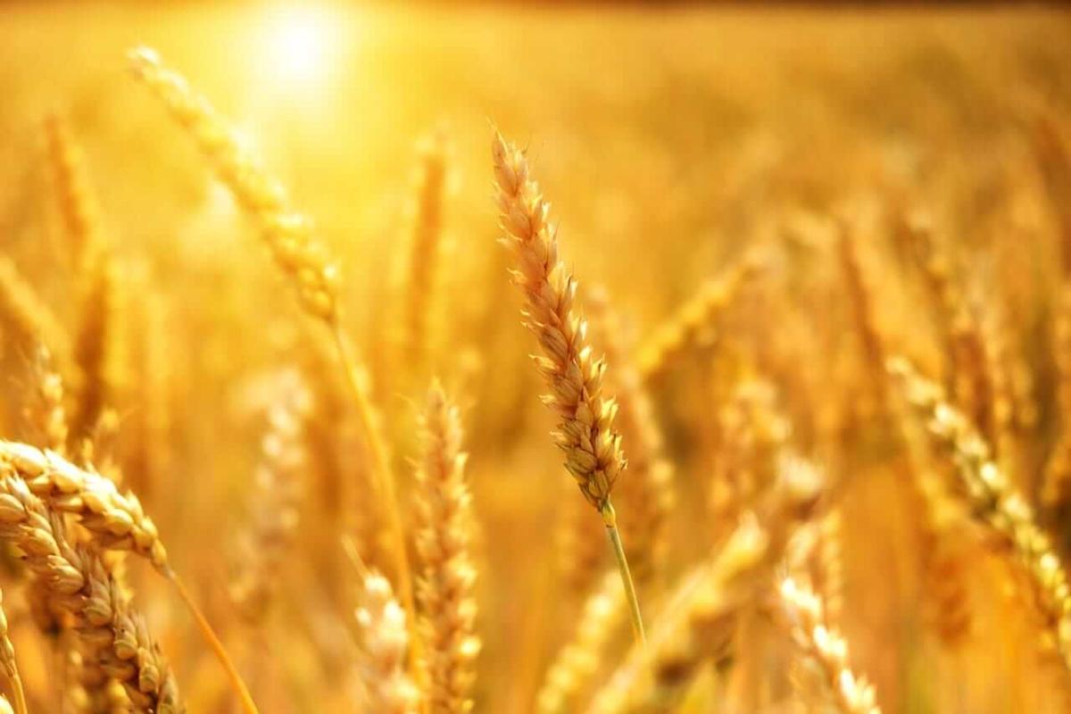 Wheat Back to Mixed Trade on Monday