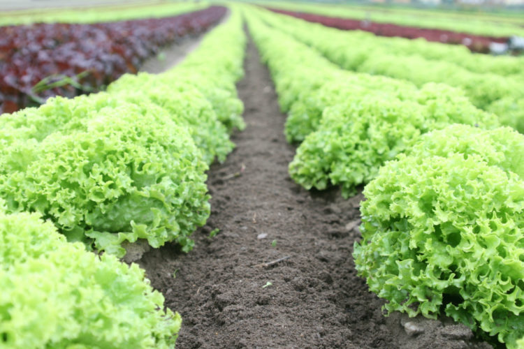 Is Nutrien Ltd. (NTR) A Good Stock To Buy Now?