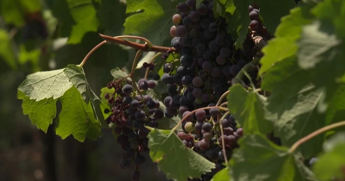 How French wine country is dealing with fallout from wildfires