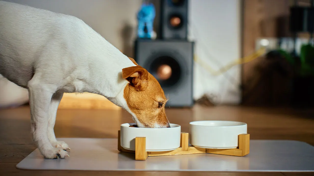 Dog food recalled across US and Canada after complaints of metal contamination - Fox Business