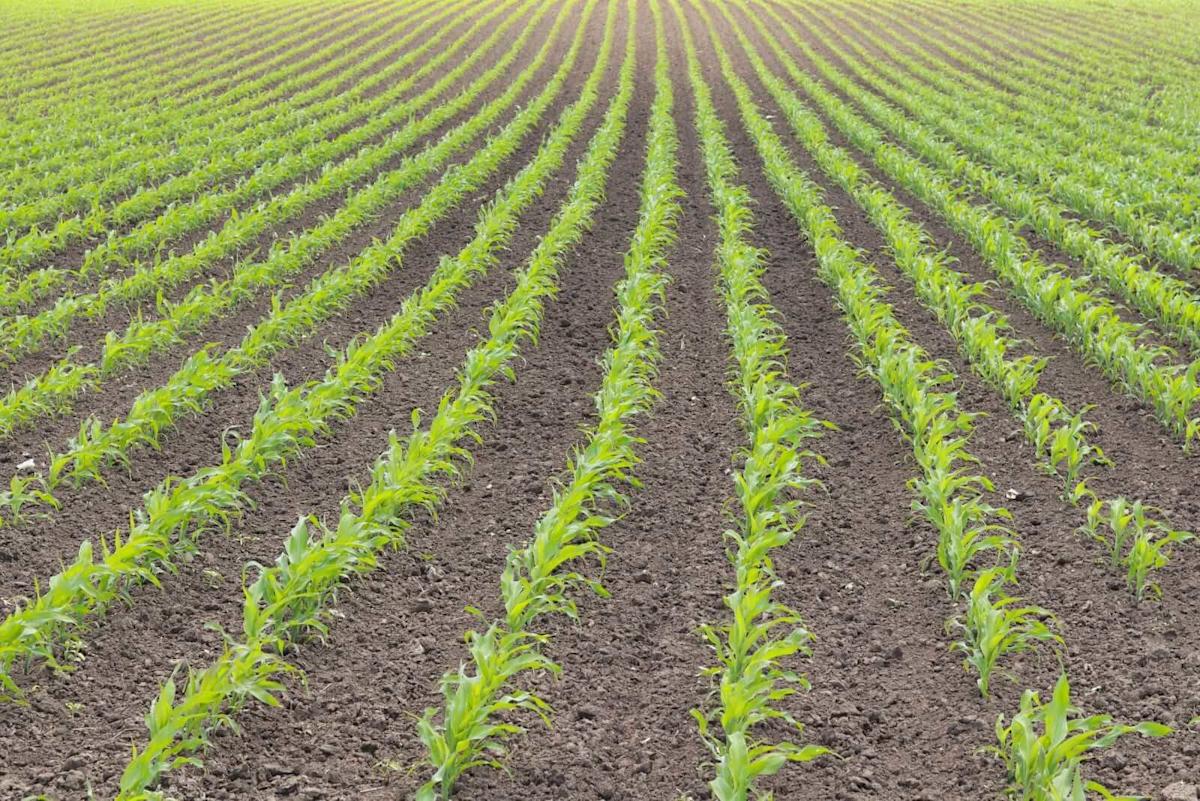 Corn Weakness Sliding to Monday Morning Trade
