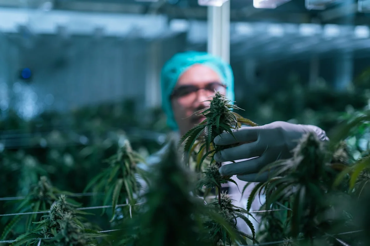 Is Green Thumb Stock Oversold? The Case for 100% Upside.