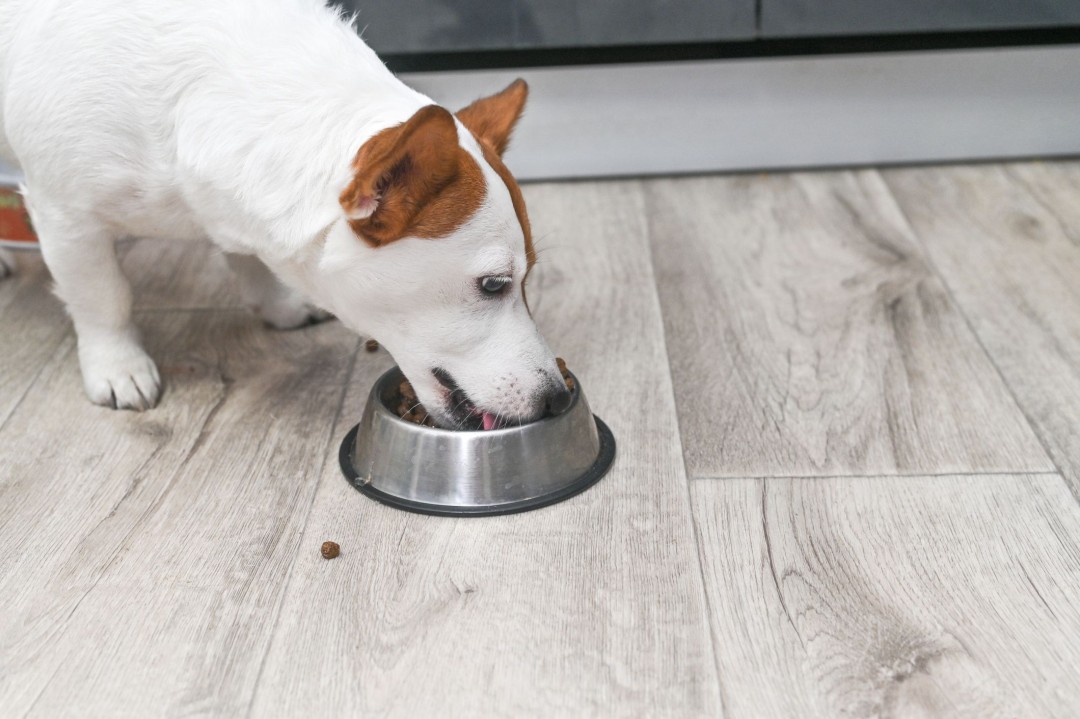Dog Food Contains 'Alarming' Levels of Heavy Metals: Report - Newser