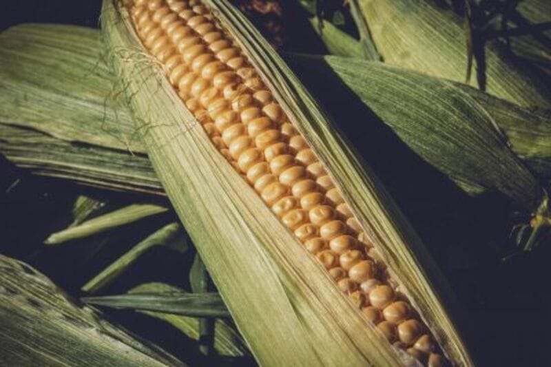 Corn Rallies on Wednesday