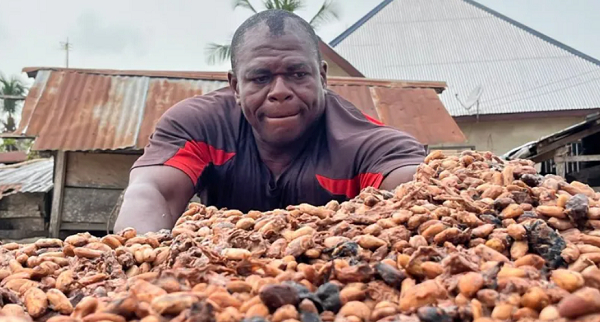 New cocoa financing model to be rolled out for 2026/2027 crop season