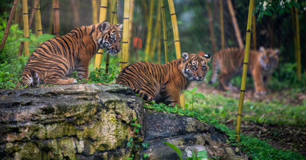 Nashville Zoo tries to halt data center project next door over animal safety concerns