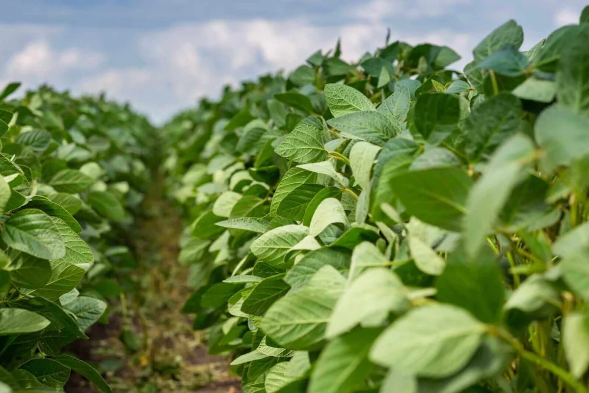 Soybeans Holding onto Tuesday Gains at Midday