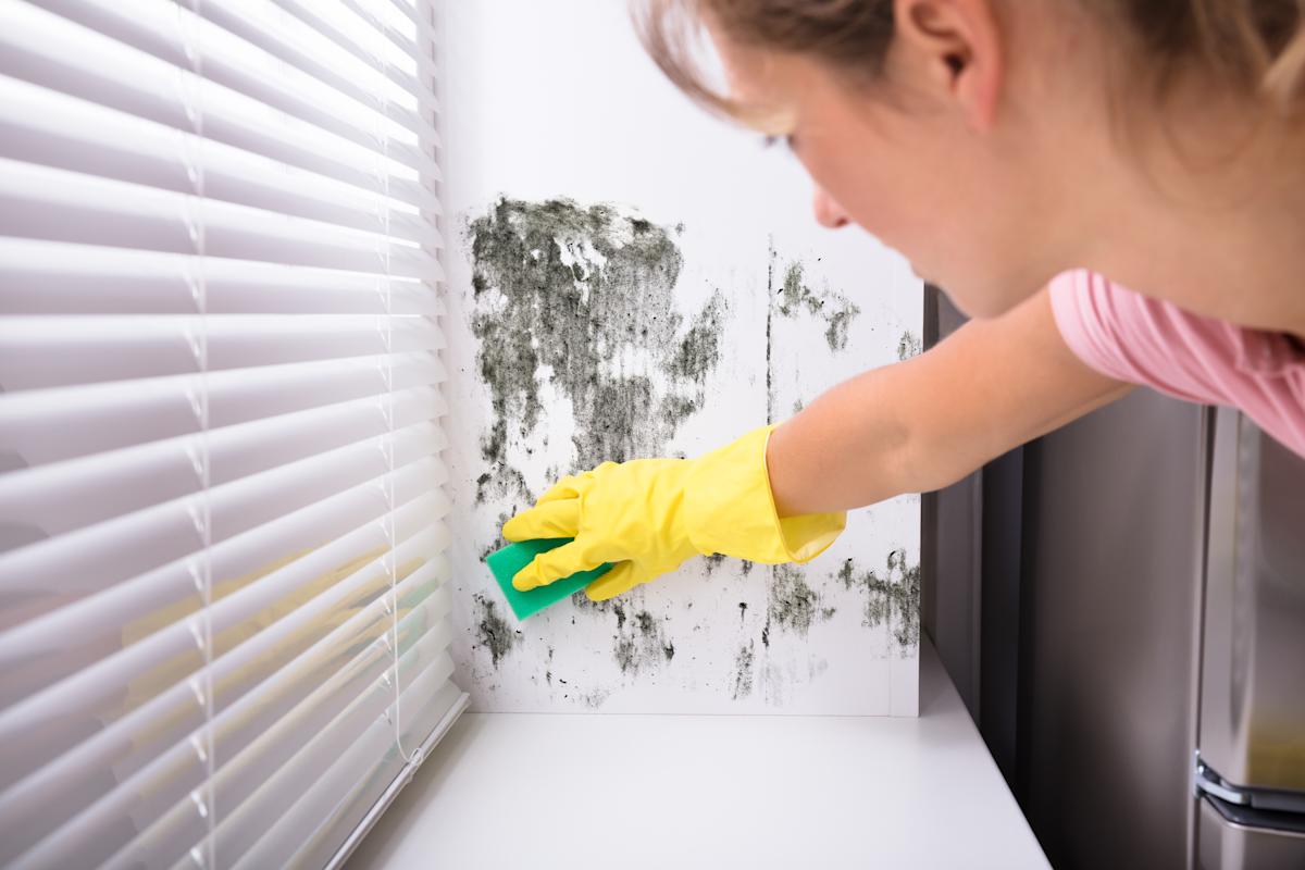 Does homeowners insurance cover mold? Here's everything you need to know.